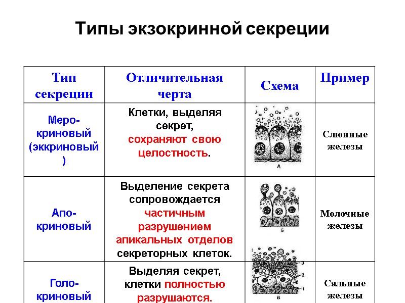Типы экзокринной секреции